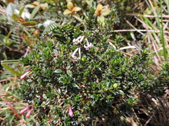 Arcytophyllum