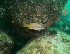 Lutjanus argentiventris