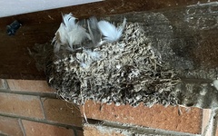 Hirundo neoxena