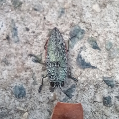 Chrysochroinae