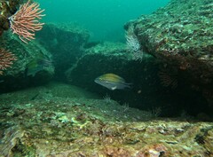Haemulon scudderii