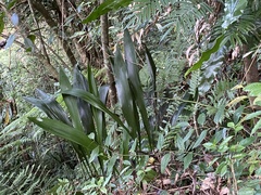 Aspidistra attenuata