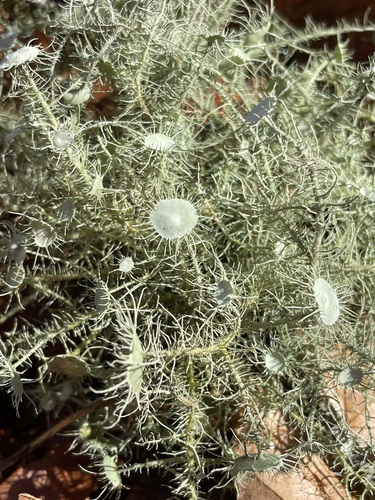 Bushy beard lichen