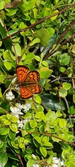 Lycaena