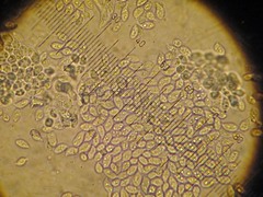 Arrhenia philonotis