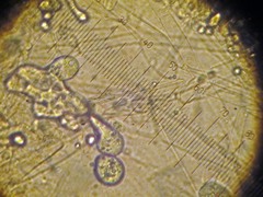Arrhenia philonotis