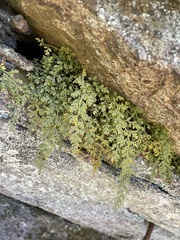 Asplenium montanum