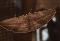 Epiphryne verriculata