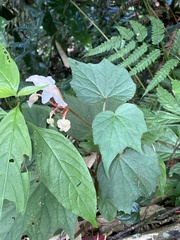Begonia palmata
