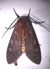 Elysius