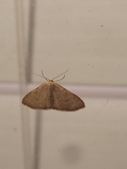 Leptostales pannaria