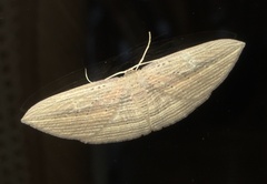 Epiphryne verriculata