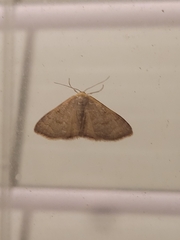 Leptostales pannaria