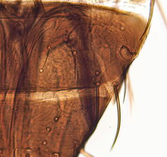 Frankliniella intonsa