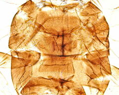 Frankliniella intonsa