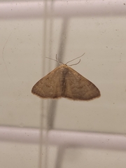 Leptostales pannaria