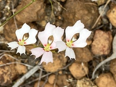 Stylidium calcaratum