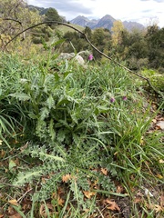 Carduus defloratus