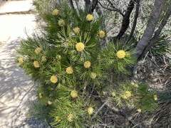 Isopogon anethifolius