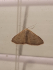 Leptostales pannaria