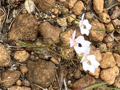 Stylidium calcaratum