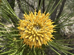 Isopogon anethifolius