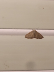 Leptostales pannaria