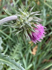 Carduus defloratus