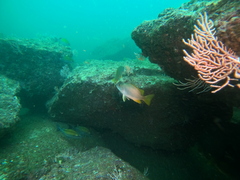 Lutjanus argentiventris