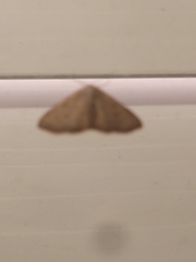 Leptostales pannaria