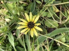 Arctotheca calendula