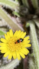 Dicranolaius bellulus