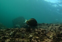 Acanthurus nigricans