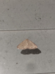 Leptostales pannaria