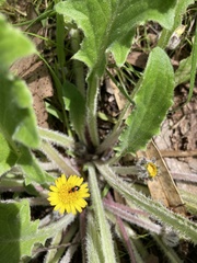 Dicranolaius bellulus