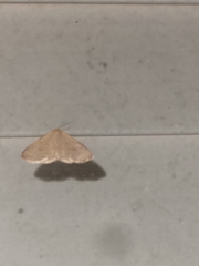 Leptostales pannaria