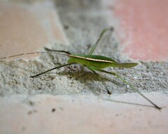 Xenicola