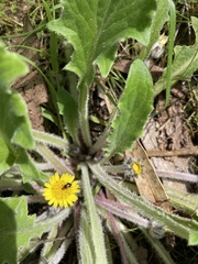 Dicranolaius bellulus