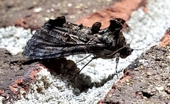 Ctenoplusia oxygramma