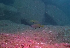 Corvula macrops