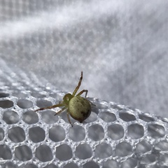 Australomisidia pilula