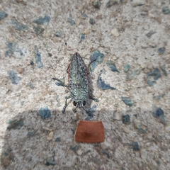 Chrysochroinae