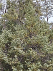 Picea glauca