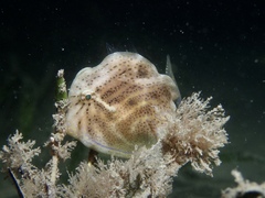 Brachaluteres jacksonianus