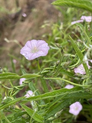 Convolvulus remotus