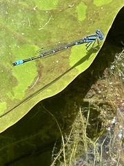 Austroagrion watsoni