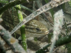 Helotes octolineatus