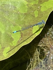 Austroagrion watsoni