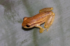 Dendropsophus
