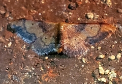 Idaea demissaria